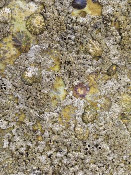 Beach Rock Background with shells and little crustaceans