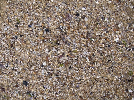 Background formed by sand and pieces of seashells.
