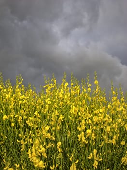 Yellow forsythia in full bloom against a gray storm sky