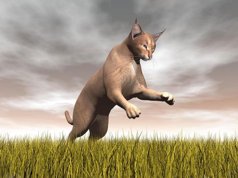 one caracal jumping while focusing on something upon yellow grass by cloudy brown day