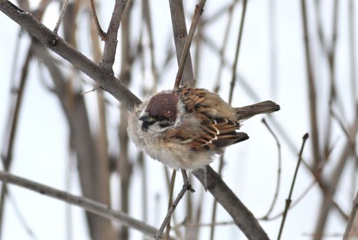 sparrow in frosty day fluffed up feathers