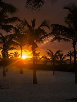 Sun setting between palm trees at the beach