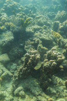 multiple type of sponges living in a coral reef