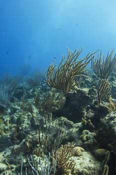 coral reef bathed by sunlight