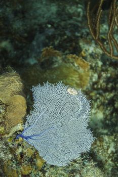 small flamingo tongue on coral sea fan