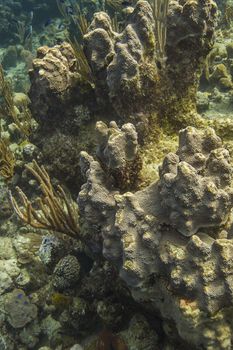 Coral covered with encrusting sponge