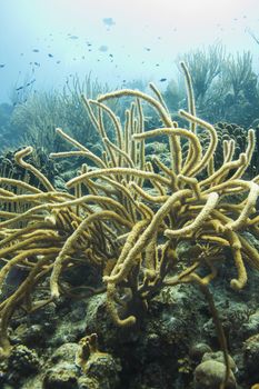 big yellow rope sponge attached to a coral reef