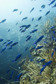 creole wasse in their intial phase schooling in a reef