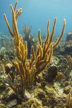 big yellow rope sponge attached to a coral reef