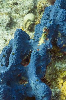 close up of a Haliclona Encrusting sponge 