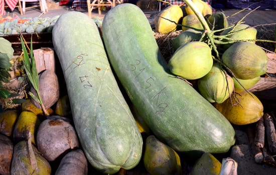 The Giant Long Cucumber and the coconuts