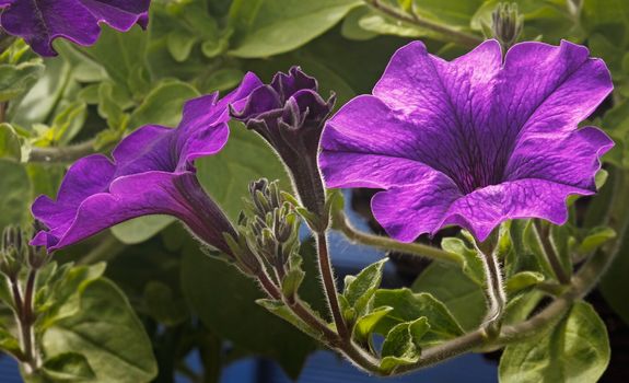 The Petunia is an annual plant, very suitable for hanging baskets, window boxes and any sort of container.