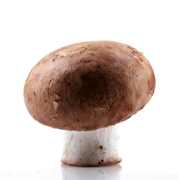 portobello mushroom