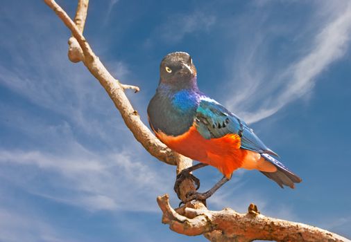 The Superb Starling is a colourful bird from the continent of Africa.