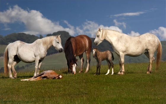 A group wild horses, mares with their young foals on a hillside in Wales.