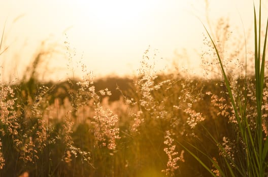 Abstract nature background with flowering grass in the meadow and sunset in the wind