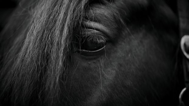 Eye of a horse. Muzzle of a horse. Stallion. Portrait of a horse. Thoroughbred horse. Beautiful horse.