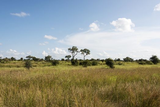 blue sky and white clouds kruger national park landscape south africa