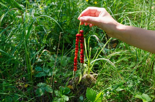 female hand hold fresh strawberries threaded on bent on green nature background