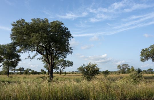 nature in south africa kruger park