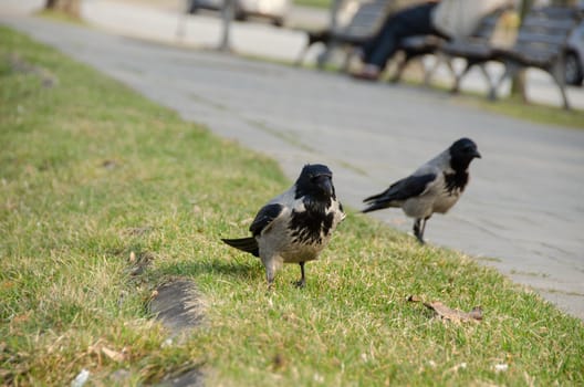 close up of large black crows in city park