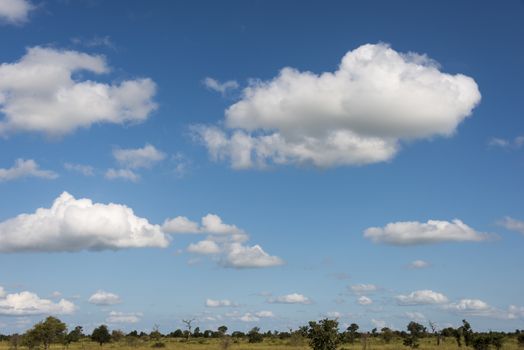 blue sky and white clouds kruger national park landscape south africa