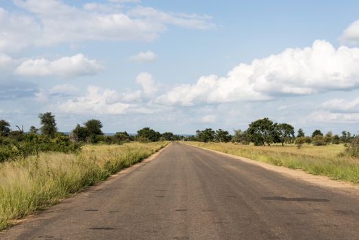 road in kruger national park south africa with tress and grass