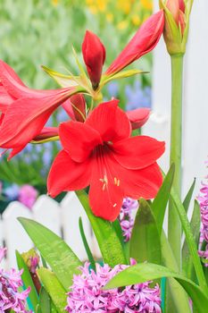 Amaryllis Hippeastrum flower on green leaves background in garden.