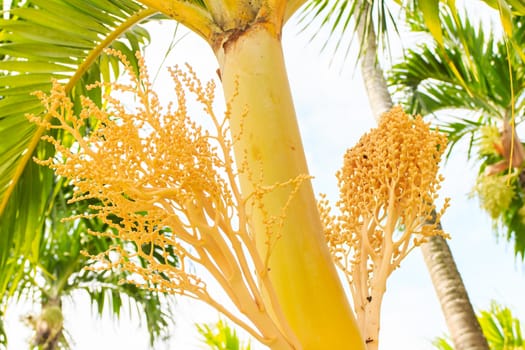 This tree is also called Manila Palm or in Latin Adonidia Merrillii 