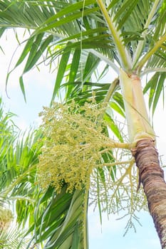 This tree is also called Manila Palm or in Latin Adonidia Merrillii 