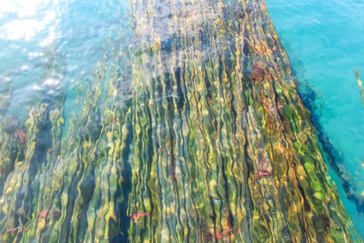 a bamboos under sea for build etc. 