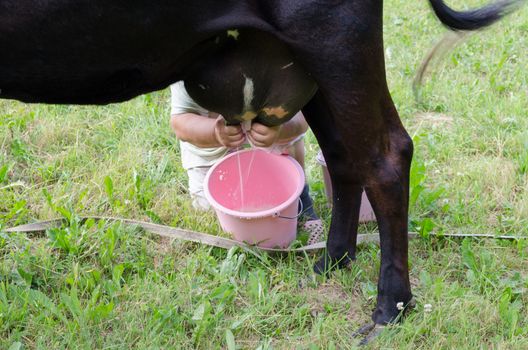 female farmer woman hands milking milk from cow dug to plastic pink bucket in meadow.