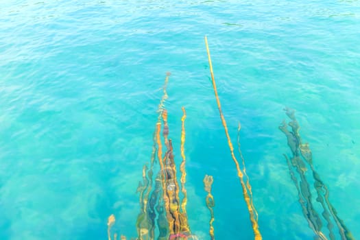a bamboos under sea for build etc. 