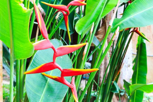 Bird of paradise flower on green leaves background.