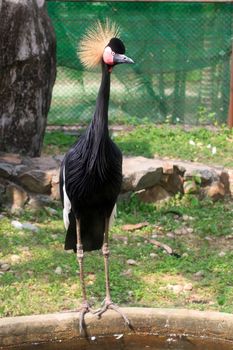 Black crowned crane in a Zoo Khao Kheow.