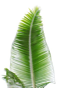 Part of palm leaf on white background