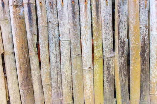Bamboo background with many size dead and dry.