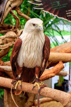 Brahminy Kite (Haliastur indus) stand on the branch.