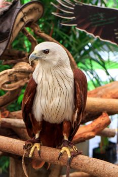 Brahminy Kite (Haliastur indus) stand on the branch.