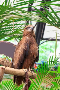 Black Kite (Milvus migrans) stand on the branch.