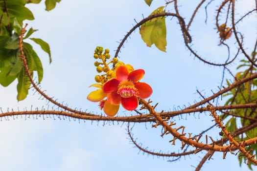 The beautiful cannon ball tree flower on the branch.