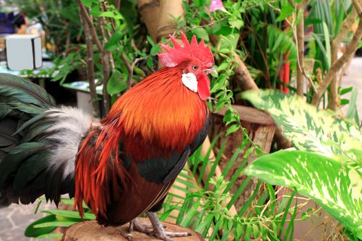 Roosters look good standing on a timber in the garden.