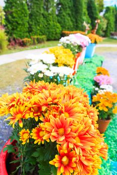 The Chrysanthemum flower multiple colors in the garden.