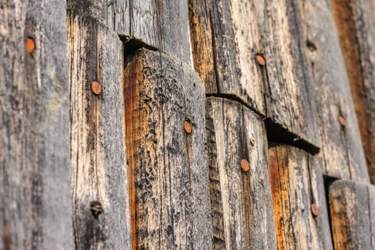 aged weathered wooden wall with rusty nails, selective focus