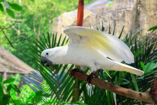 Sulphur Crested Cockatoo (Cacatua galerita) on branch in a tree in the Zoo Khao Kheow.