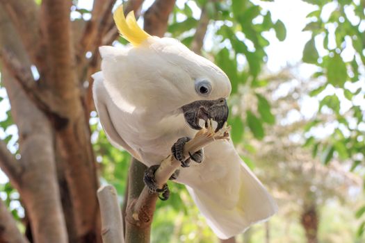 Sulphur Crested Cockatoo (Cacatua galerita) on branch in a tree in the Zoo Khao Kheow.