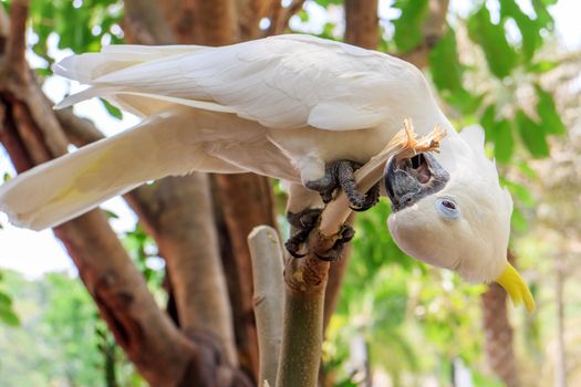 Sulphur Crested Cockatoo (Cacatua galerita) on branch in a tree in the Zoo Khao Kheow.