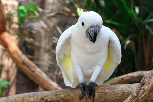 Sulphur Crested Cockatoo (Cacatua galerita) on branch in a tree in the Zoo Khao Kheow.