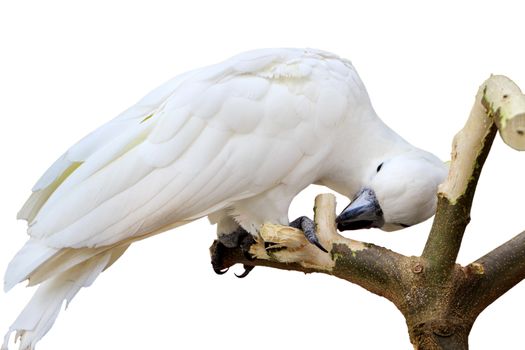 Sulphur Crested Cockatoo (Cacatua galerita) on branch in a tree  in front of a white background. 