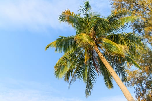 Palm trees with coconut under blue sky. 